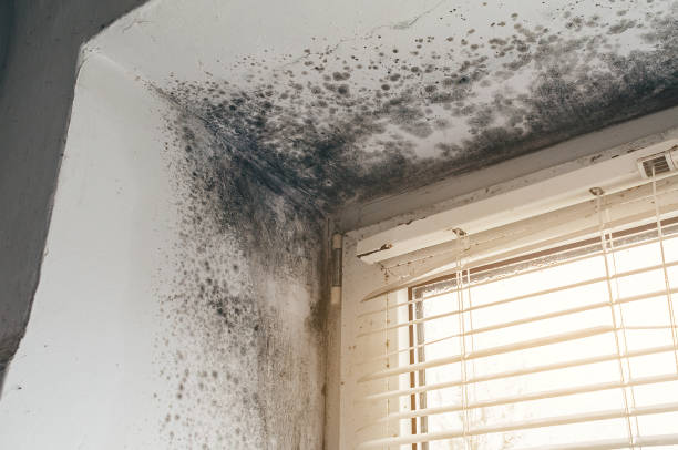 Affordable Basement Mold Removal solutions in Ward, CO