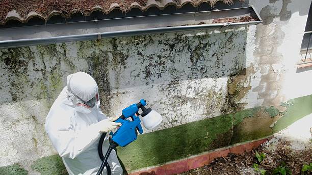 Top rated local Basement Mold Removal specialists in Ward, CO